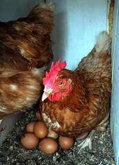 Brown laying hen sitting on a clutch of eggs inside a wooden chicken coop nest box. Close-up farm scene with Lohmann Brown hens, natural light and straw bedding in poultry housing, 2026 © Lovec1
