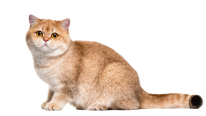 Isolated adorable golden British Shorthair cat sitting looking at camera with bright eyes. © Ari