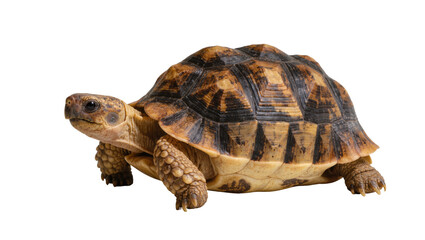 Obraz premium Isolated terrestrial tortoise walking with a detailed patterned shell on a clean background.