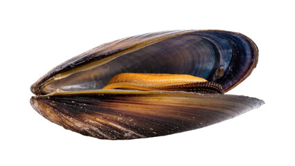 Isolated single delicious fresh raw mussel with an open dark shell and vibrant orange meat © Ari