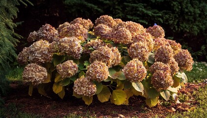 Dried Hydrangea Bunches At The Base Of A Shrub
