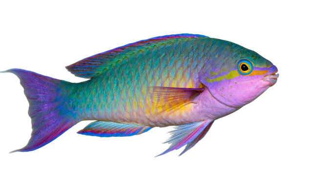 Isolated beautiful parrotfish with colorful iridescent scales, fins, and unique eye detail