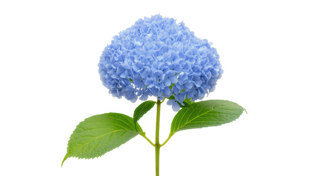 Isolated vibrant blue hydrangea flower with lush green leaves, elegant garden blossom.