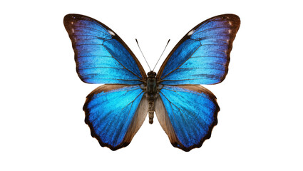 Isolated stunning vibrant blue tropical butterfly with magnificent open wings © Ari