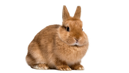 Isolated cute fluffy domestic brown rabbit, a charming pet bunny sitting calmly and looking forward. © Ari