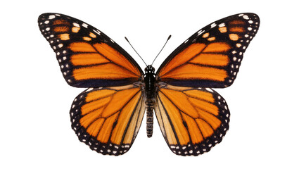 Isolated elegant monarch butterfly displaying its iconic orange, black, and white markings © Ari