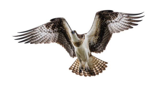Isolated osprey in mid-flight with powerful wings spread against a clean studio backdrop