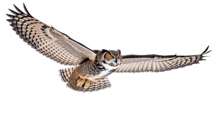 Isolated magnificent great horned owl in dynamic powerful flight with wings fully spread © Ari