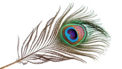 Obraz premium Isolated iridescent peacock feather displaying vivid eye spot and beautiful natural textures.