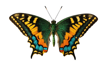 Isolated vibrant tropical butterfly with beautiful multicolored spread wings, delicate insect © Ari