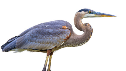 Fototapeta premium Isolated majestic Great Blue Heron, a large wading bird standing gracefully with elegant posture