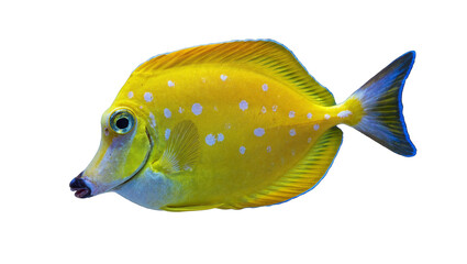 Isolated vibrant yellow tropical fish with a unique long snout and striking blue tail fin © Ari