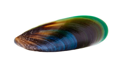 Isolated vibrant green-lipped mussel shell showcasing natural iridescent colors and unique texture