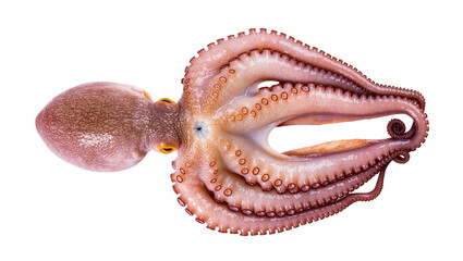 Isolated fresh raw common octopus with visible suckers, gourmet seafood ingredient © Ari
