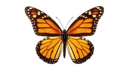 Isolated majestic Monarch butterfly with vibrant orange and black wings spread wide, elegant top view. © Ari