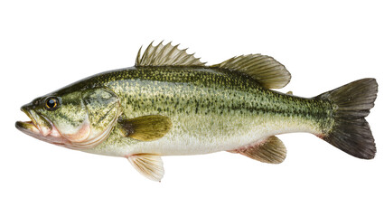 Fototapeta premium Isolated largemouth bass, a powerful and popular freshwater fish for sport and recreation