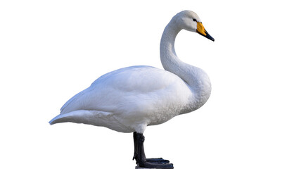 Fototapeta premium Isolated Whooper Swan standing gracefully in profile, elegant white bird with striking yellow and black beak.