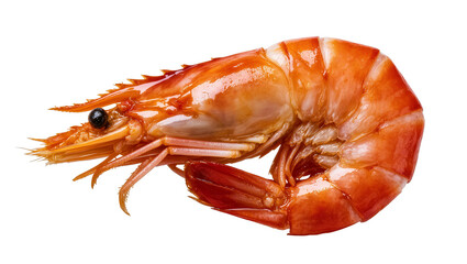 Isolated delicious cooked single shrimp fresh seafood gourmet meal ingredient ready to eat