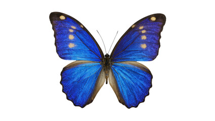 Isolated beautiful vibrant blue tropical butterfly with spread wings showing iridescent color © Ari