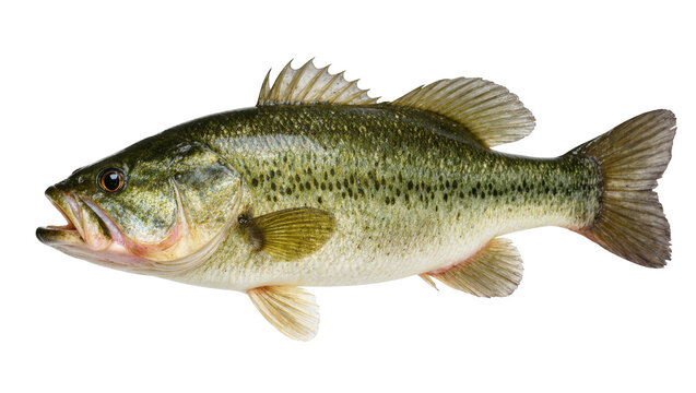 Isolated largemouth bass fish with detailed scales, a freshwater game fish for sport fishing