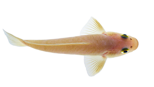Isolated top view of a small golden-colored freshwater fish with prominent eyes