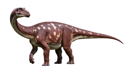 Fototapeta premium Isolated prehistoric herbivore dinosaur with long neck and spotted skin, ancient animal