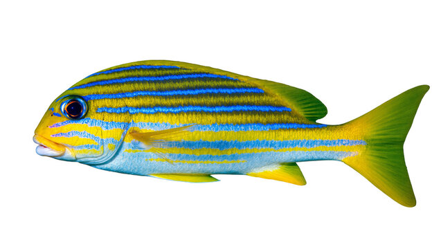 Isolated vibrant yellow and blue striped tropical fish swimming underwater marine life