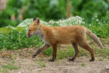 Fototapeta premium cute red fox cub walking in grassland in hokkaido japan