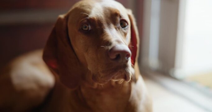Pet, relax and waiting with dog on floor in home living room for animal care or loyalty. Alert, rescue and security with Hungarian Pointer in apartment for adoption, break or protection duty