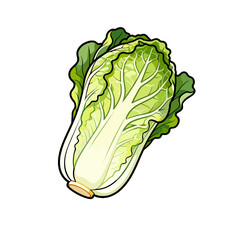 Fototapeta premium [Vector EPS]Fresh and green Chinese cabbage with crisp leaves and healthy appearance