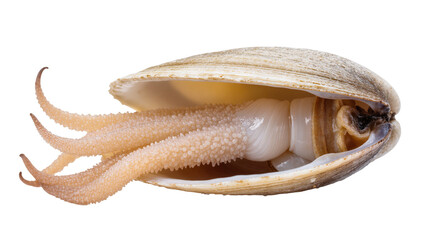Isolated fresh raw clam with its siphons and muscular foot extended, edible seafood mollusk © Thaddeus