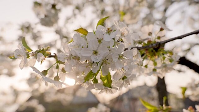 Beautiful white cherry blossom tree blooming in spring garden on a sunny day