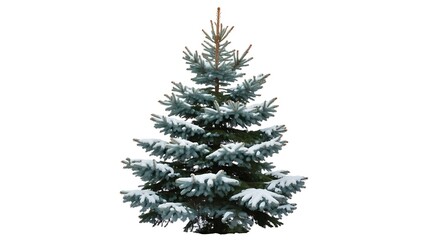 Fototapeta premium christmas tree on white background