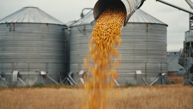Yellow corn kernels are pouring from a chute into a storage area near large metal grain silos on a farm.