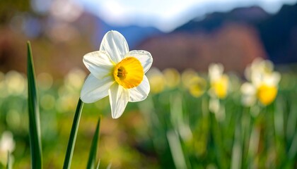Fototapeta premium Close-up of a beautiful daffodil flower in a field, spring season.