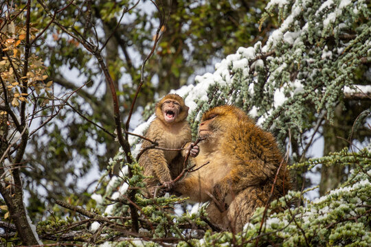 Barbary macaque (Macaca sylvanus) mother with a baby in a tree, in the High Atlas Mountains of Morocco