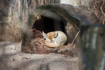 Obraz premium Fennec Fox Sleeping Inside Hollow Log Shelter