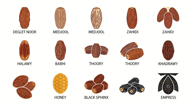 Dates Varieties Illustration