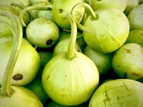 Fresh Bottle Gourd (Lagenaria siceraria), also known as Lauki or Kaddu in various regions. 