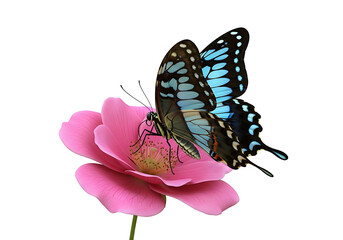 Fototapeta premium Vibrant Blue Butterfly Resting on a Blooming Pink Flower Isolated on Transparent Background