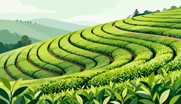 Lush green tea rows roll gently across rolling hills. Soft clouds drift above misty, tranquil landscape. Foreground leaves glow with vibrant, healthy green. Nature's quiet beauty invites calm