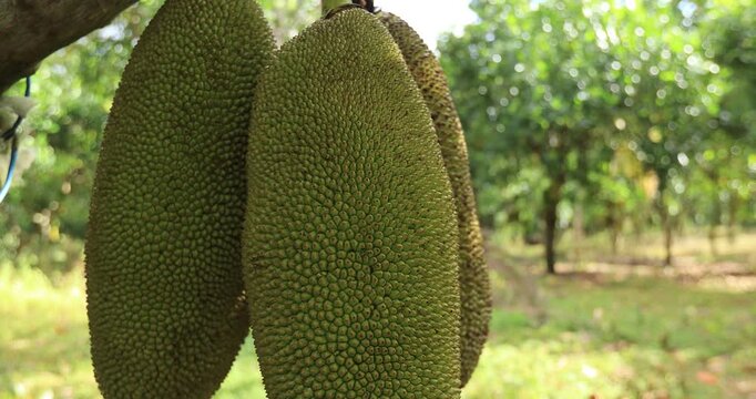 Green jackfruit grow on the Jackfruit tree