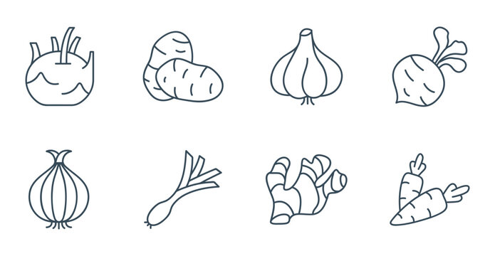Root vegetable icons vector. Set of fresh garlic, ginger, beet, and carrot symbols