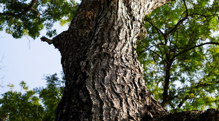 Obraz premium Photo of a large tree trunk from the bottom.