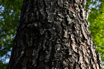 Obraz premium Close-up photo of the surface of the tree bark. The bark is brown.