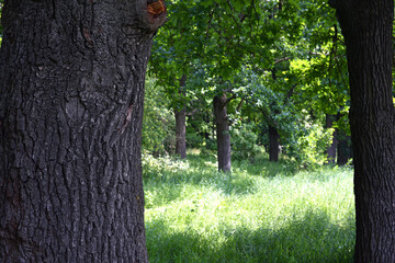 Obraz premium trees grow on beautiful meadow among rich vegetation. oak trunk close-up. Scenic landscape with pathway through glade among trees. Natural background with greenery. Vivid scenery in sunny day.