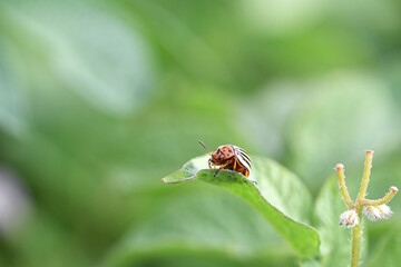 Leptinotarsa decemlineata. Colorado bug potato. flowering potato and striped beetle pest, danger to crops. a species of insect from the family of leaf beetles sits on green potato leaves. close-up © Oleksandr Filatov