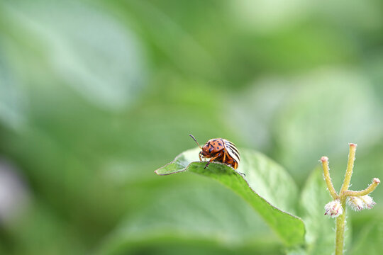 Leptinotarsa decemlineata. Colorado bug potato. flowering potato and striped beetle pest, danger to crops. a species of insect from the family of leaf beetles sits on green potato leaves. close-up
