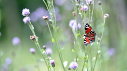 Vanessa atalanta. red admiral on meadow flower Cirsium vulgare, with blurred background. butterfly close-up. nature in summer. beautiful butterfly collects nectar from a wild plant. selective focus © Oleksandr Filatov
