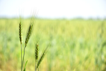 Fototapeta premium Young Wheat ears illuminated by sunlight. Gorgeous shape of the Wheat spikes. concept of a good harvest in an agricultural field. green spikelets. rye, close-up. green natural background